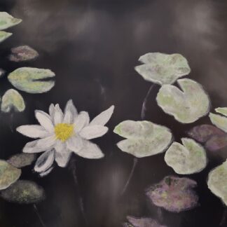Water Lily